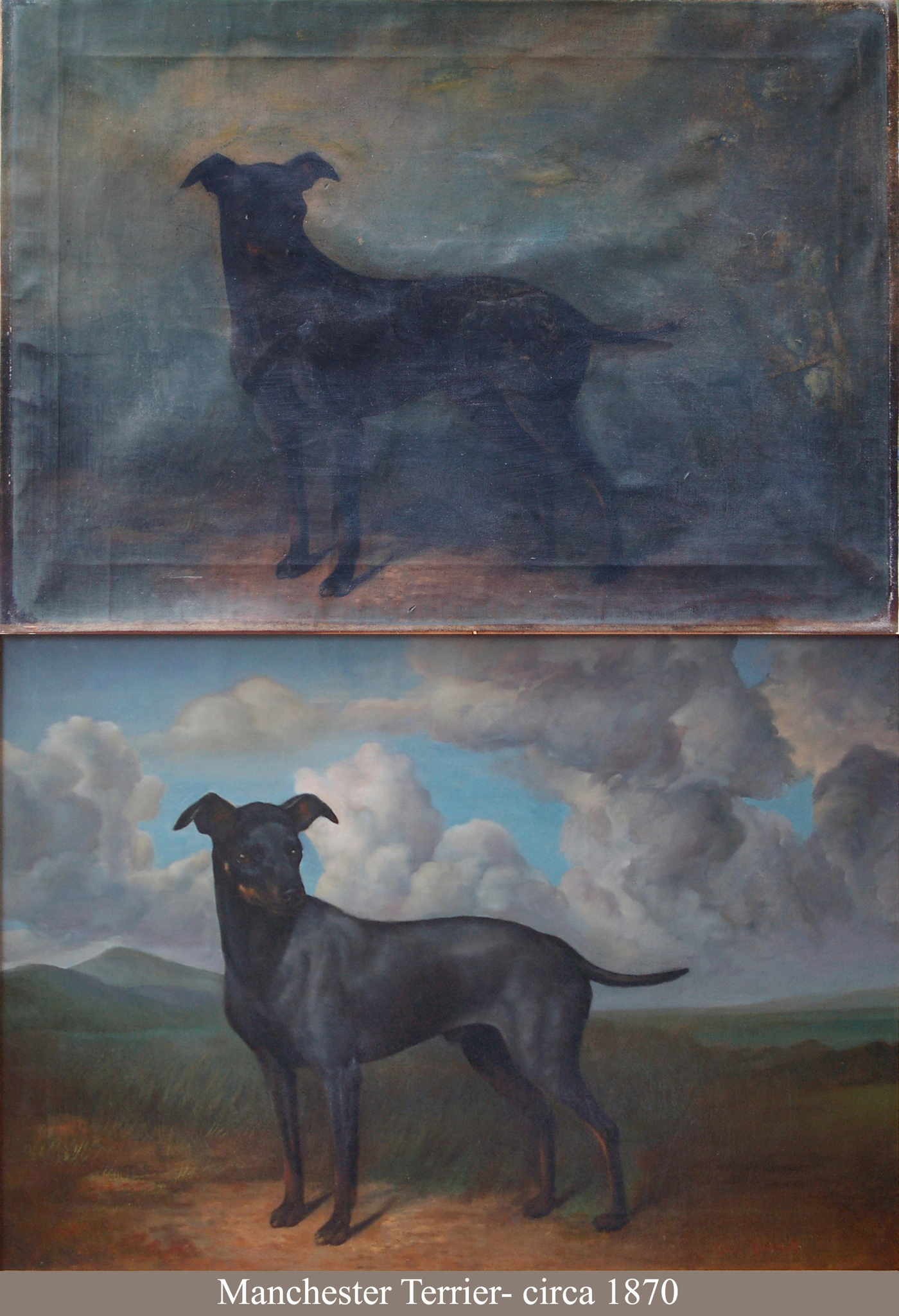 McKesey Terrier B4 & FIN.jpg